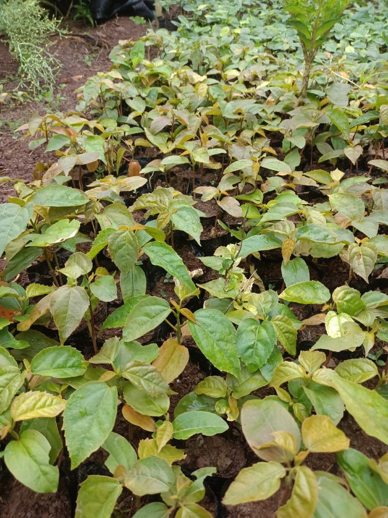 优质良种巴豆苗【异名】巴菽，江子，老阳子，双眼龙，猛子仁