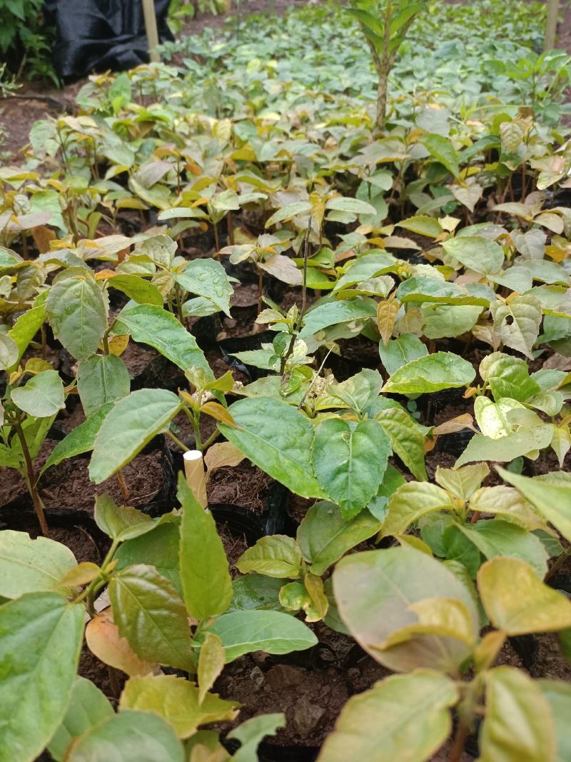 优质良种巴豆苗【异名】巴菽，江子，老阳子，双眼龙，猛子仁