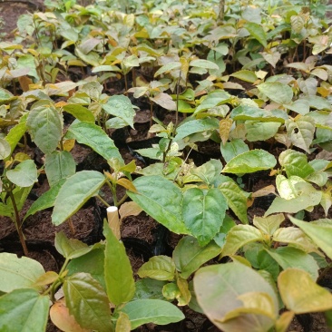 优质良种巴豆苗【异名】巴菽，江子，老阳子，双眼龙，猛子仁