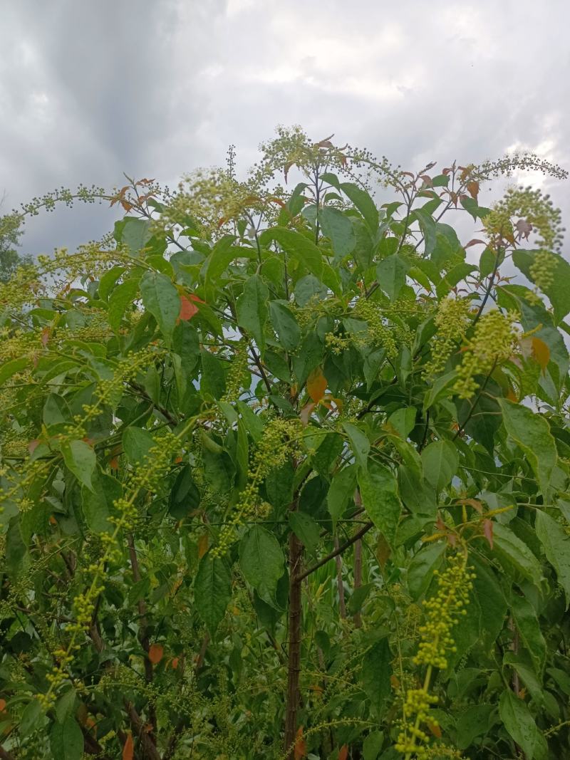 优质良种巴豆苗【异名】巴菽，江子，老阳子，双眼龙，猛子仁