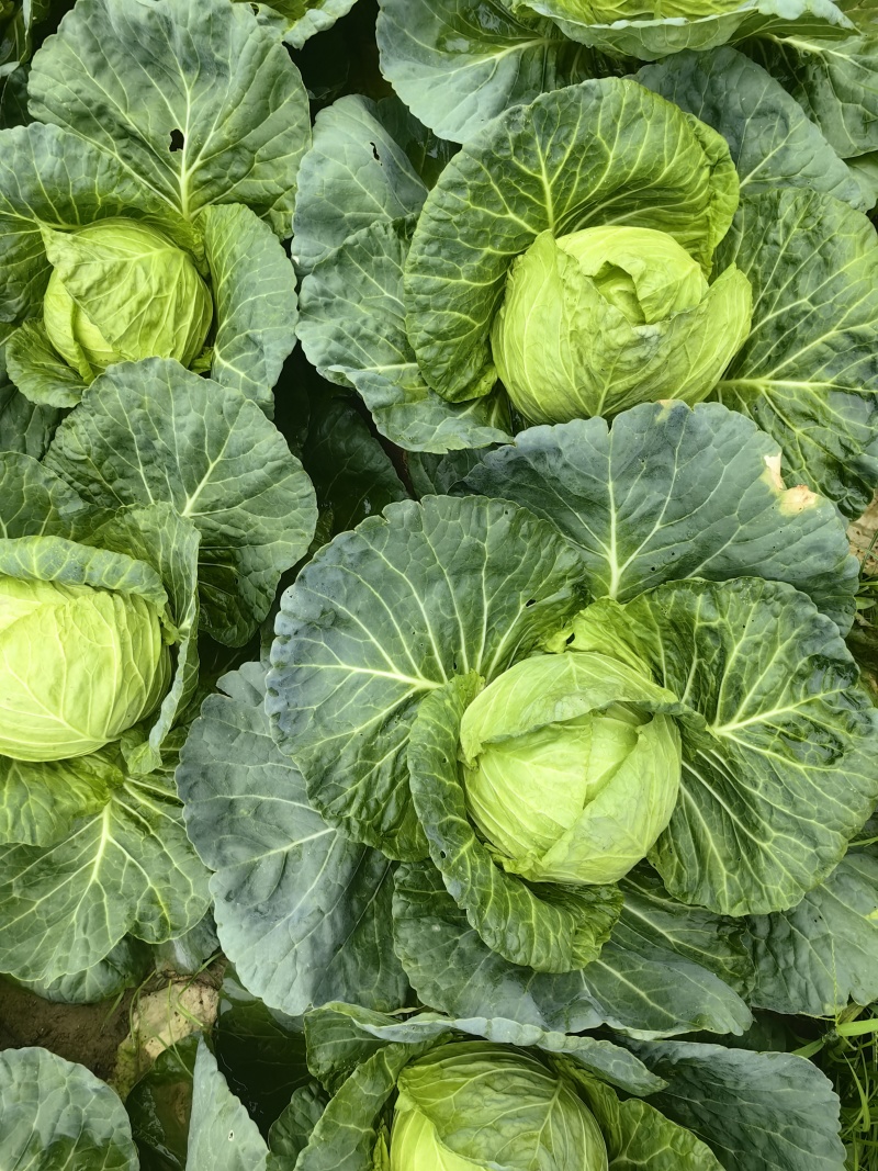 甘蓝包菜圆包货量大，自己基地种植，实物拍照，价格真实。