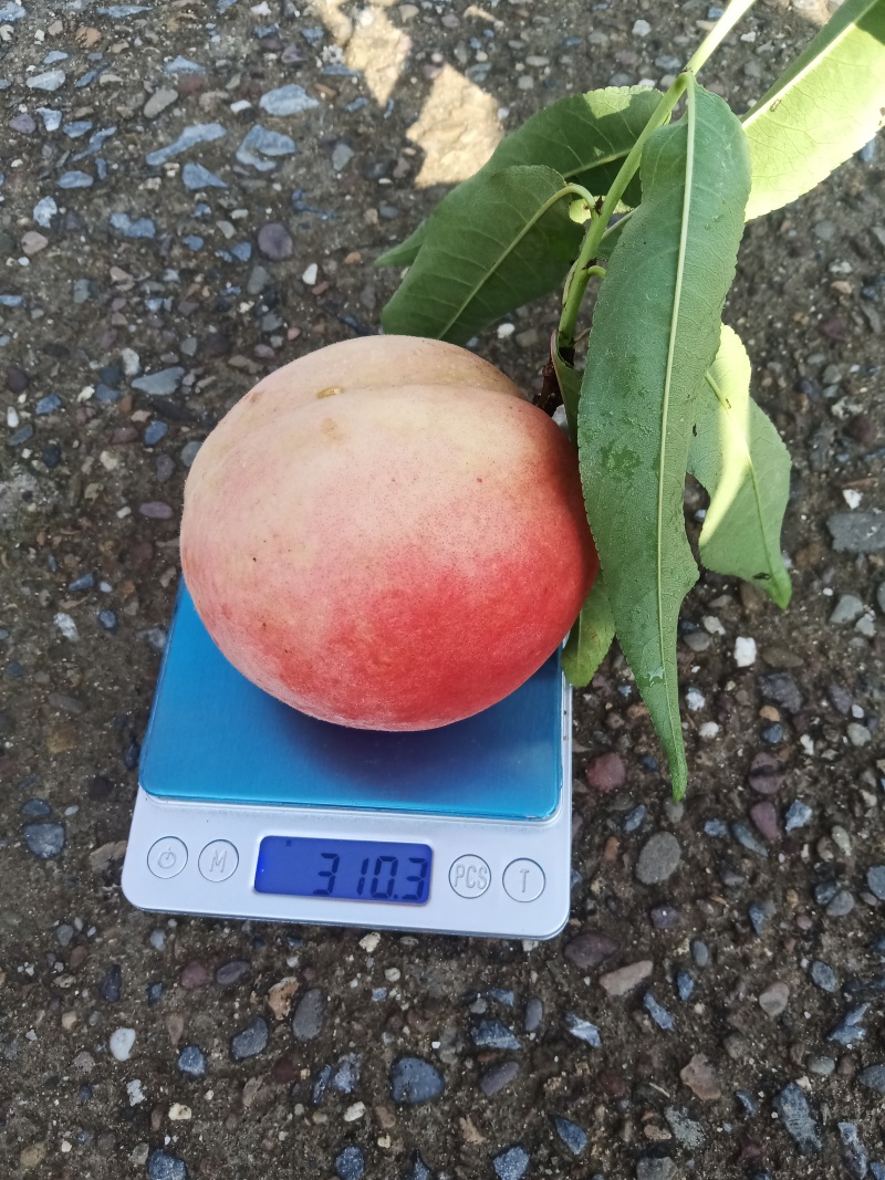 光战三号桃子