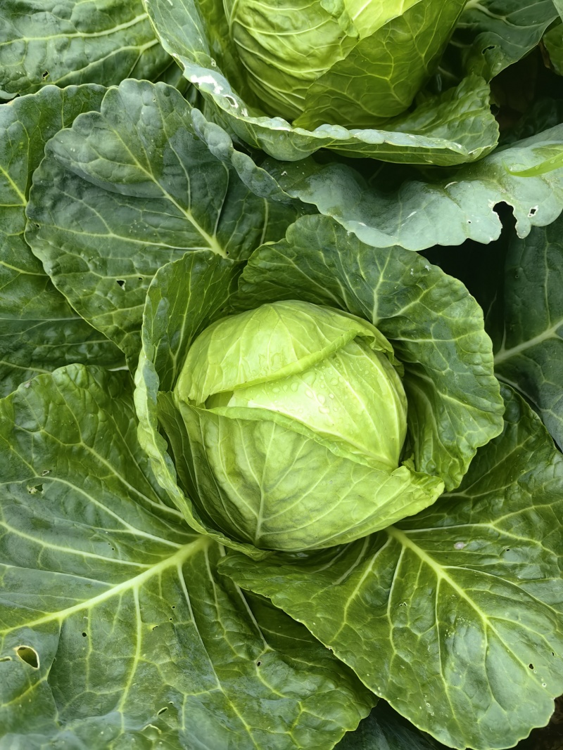 包菜真实价格