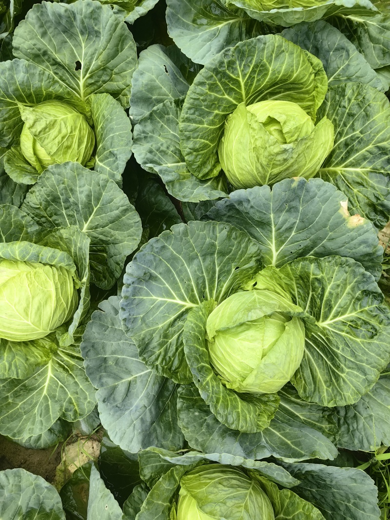 包菜真实价格