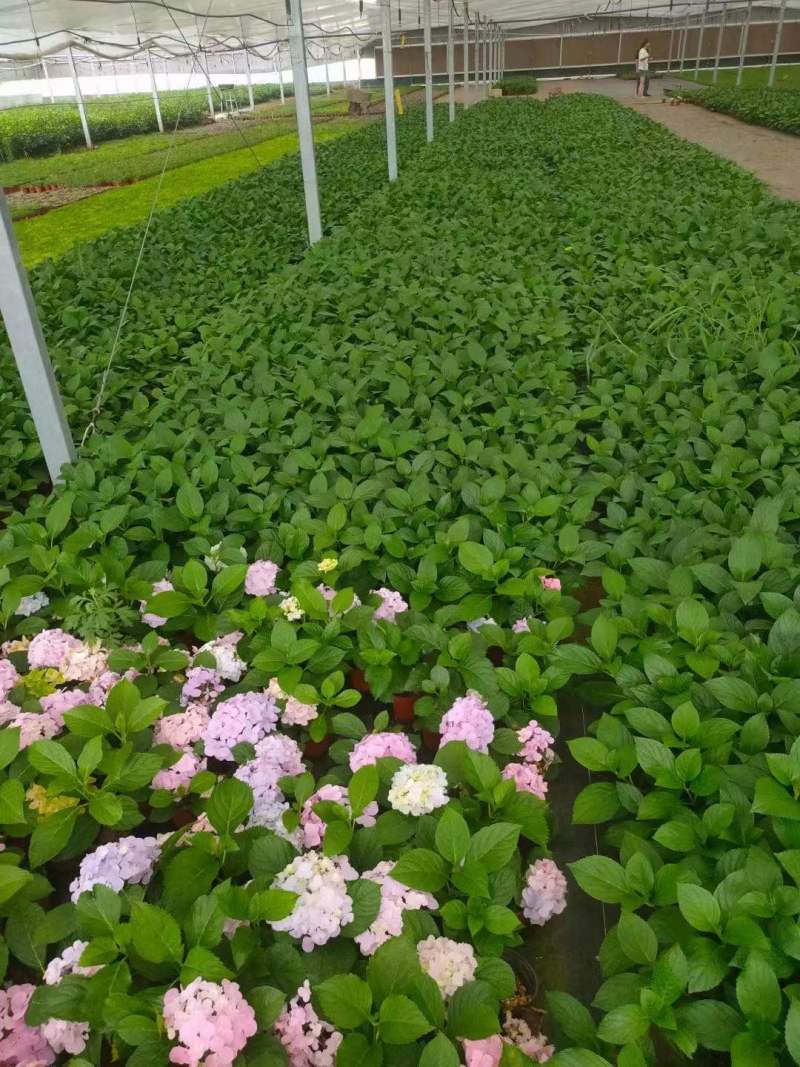 八仙花
