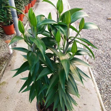 百合花