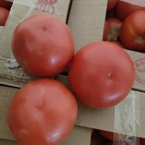 精品西红柿大量上市中