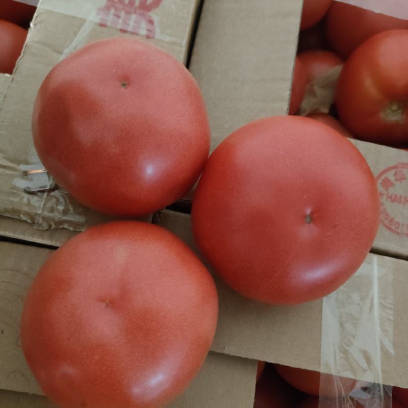 精品西红柿大量上市中，一手货源价格便宜欢迎咨询