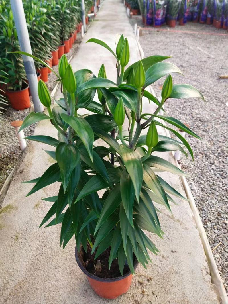 百合花