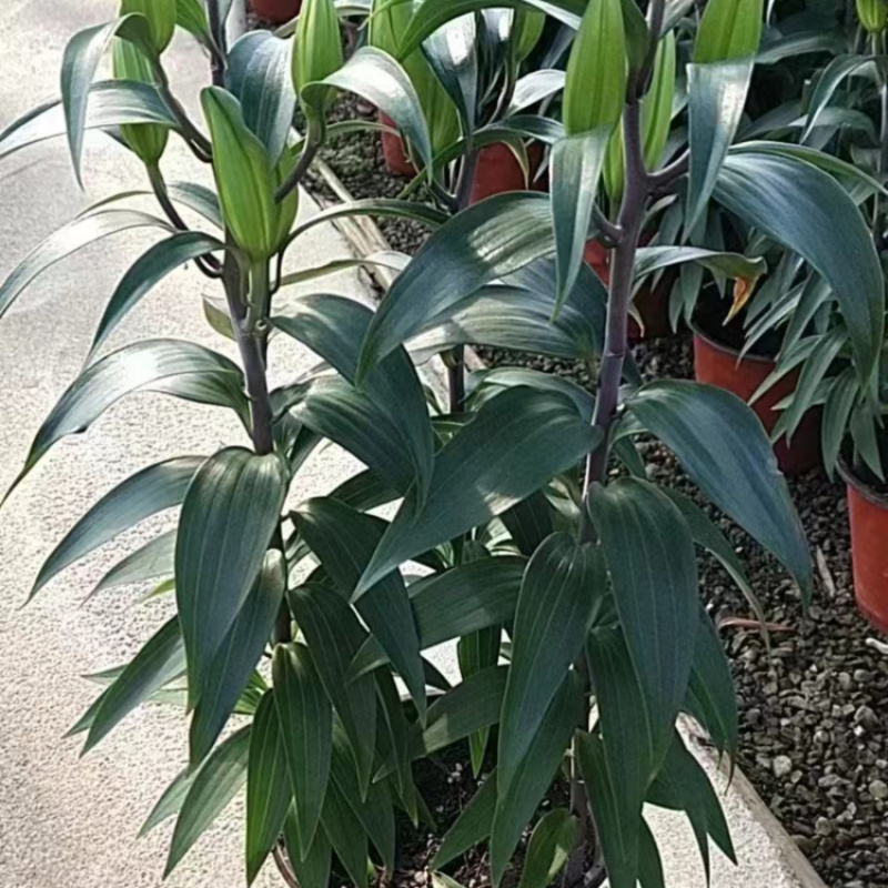 百合花