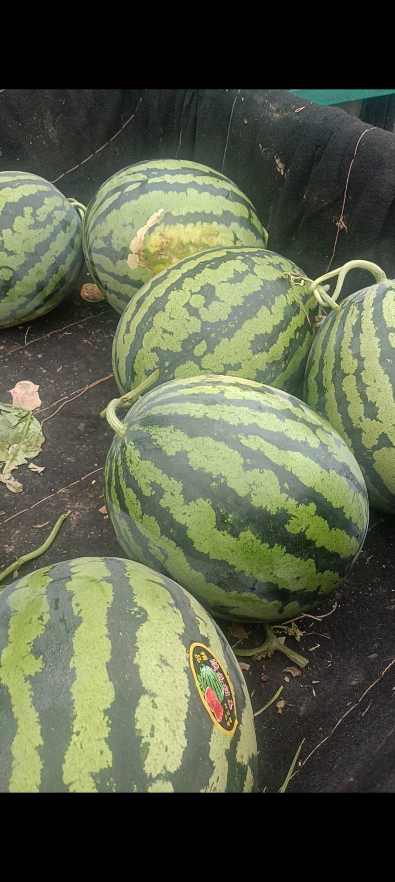 【推荐】陕西甜王西瓜毛毛钱品质好量大价优欢迎联系