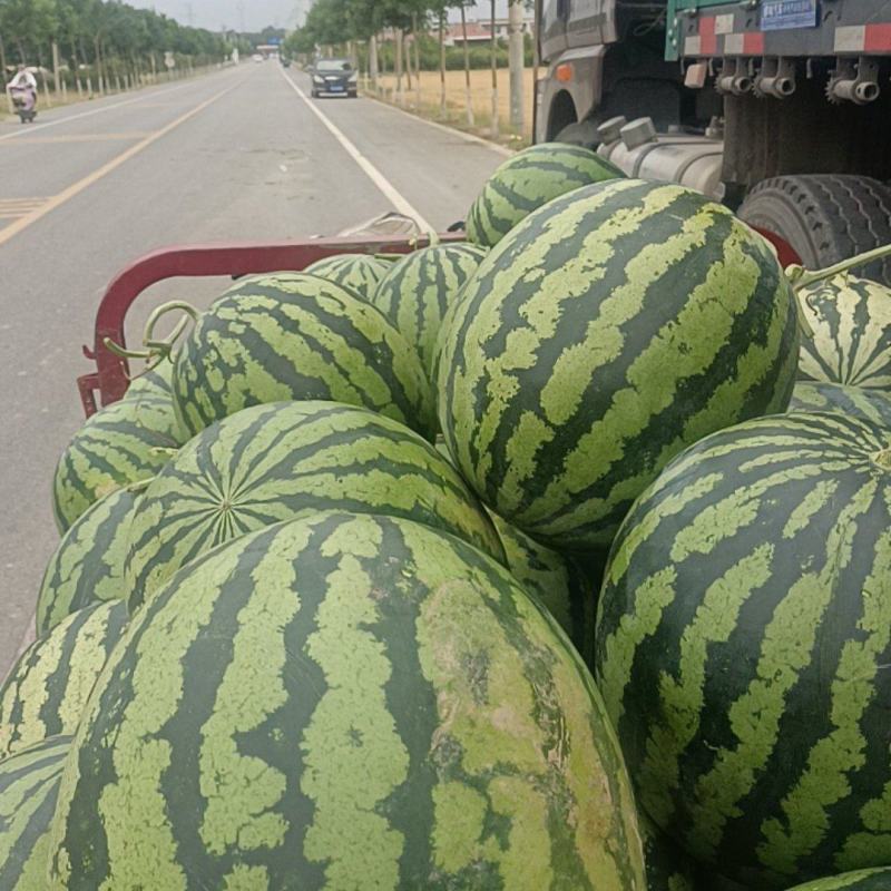 【推荐】陕西甜王西瓜毛毛钱品质好量大价优欢迎联系