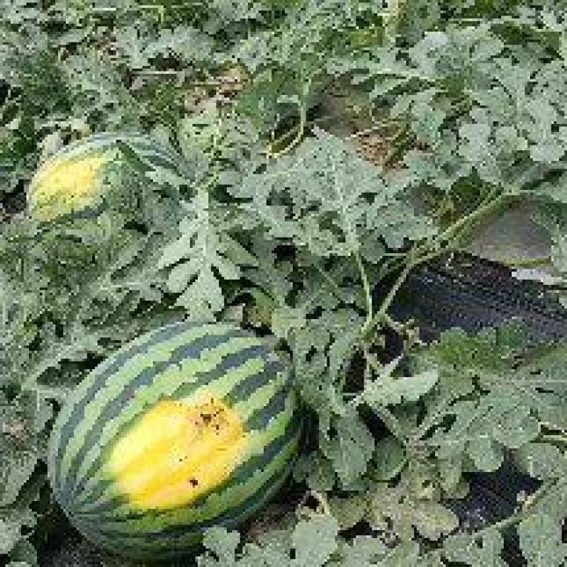 【推荐】陕西甜王西瓜毛毛钱品质好量大价优欢迎联系
