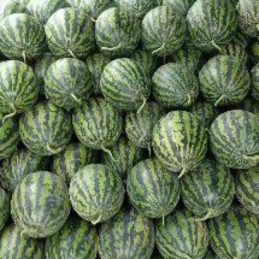 【推荐】陕西甜王西瓜毛毛钱品质好量大价优欢迎联系