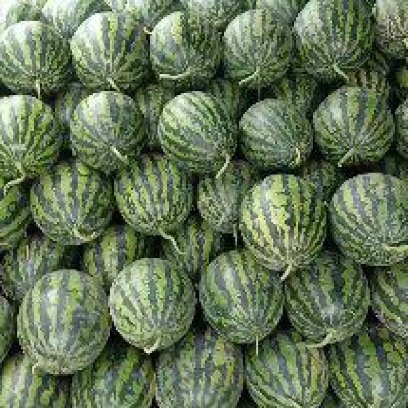 【推荐】陕西甜王西瓜毛毛钱品质好量大价优欢迎联系