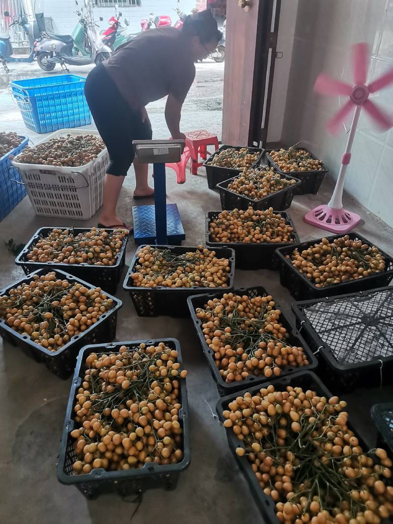无籽黄皮果