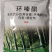 5%环嗪酮颗粒剂农用除草剂渗透力强烂根性除草剂