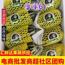 【博洋9号甜瓜】博洋61/莘县甜瓜/羊角蜜/全国供应