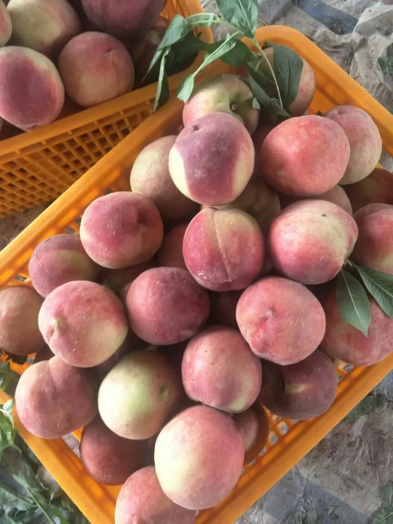 精品毛桃汉中突围桃口感甜质量好对接商超批发档口等