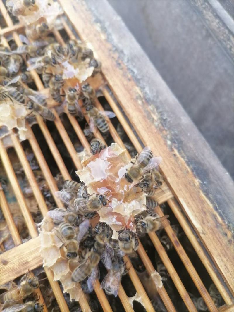 精品苹果蜜养蜂基地发货一手货源批发价格便宜全国代发