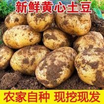 农户自家种植沃土五号土豆大量长期供货保质保量！欢迎电联！