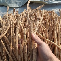 内蒙防风，段，粒
