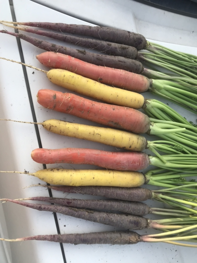 黄胡萝卜2025年六月份新黄胡萝卜，