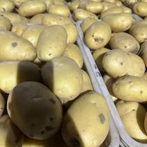 河北精品实验一号土豆，货量足品质好规格齐全欢迎咨询