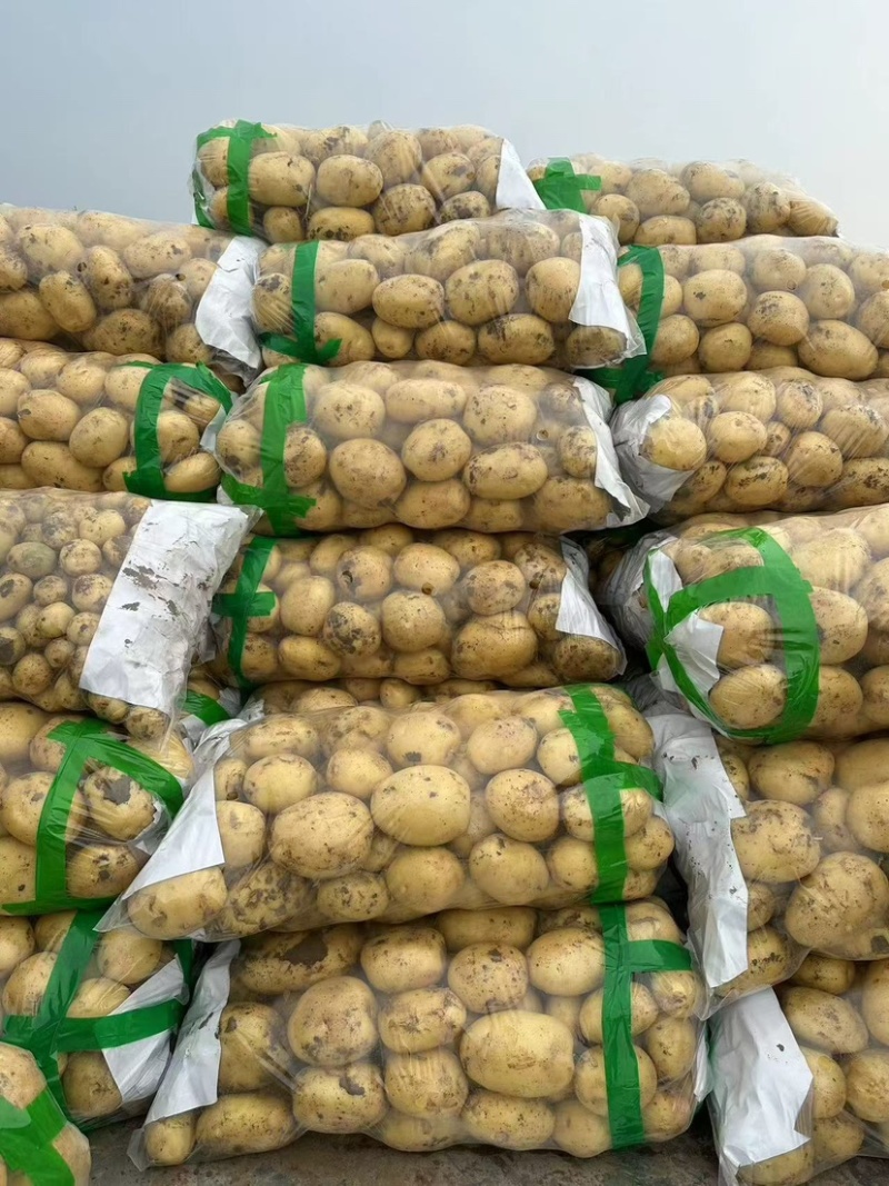 河北精品实验一号土豆，货量足品质好规格齐全欢迎咨询