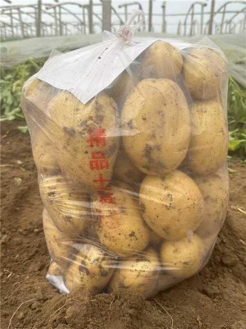 河北精品实验一号土豆，货量足品质好规格齐全欢迎咨询