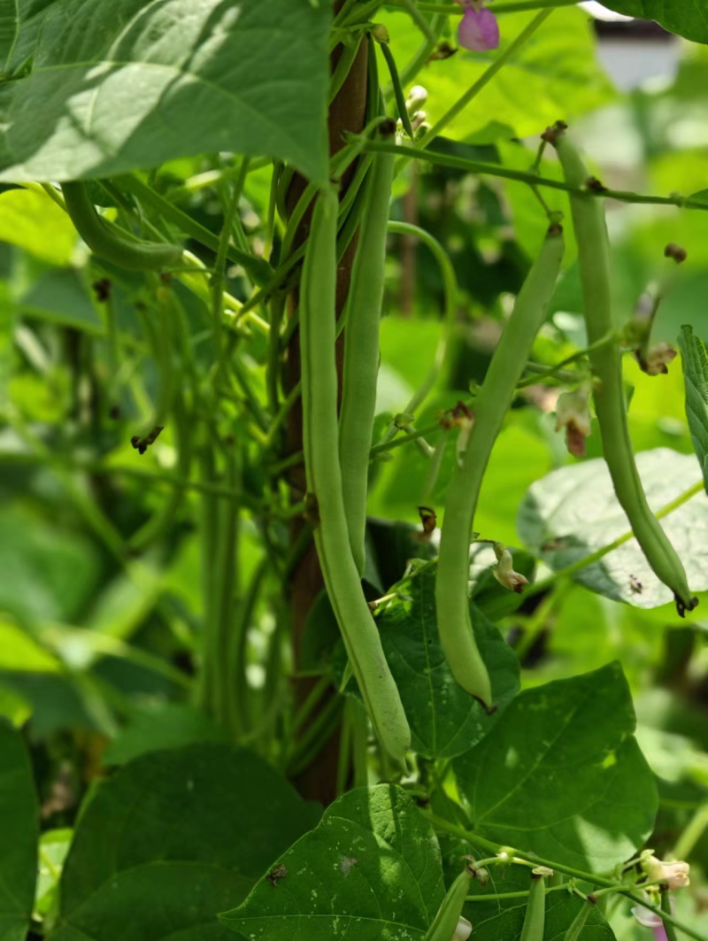 红花四季豆四季豆大量上市对接各种市场量大从优