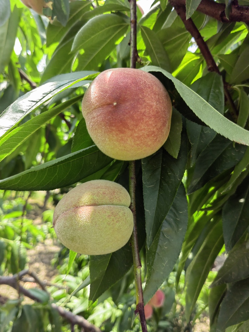 先锋桃（水蜜桃）