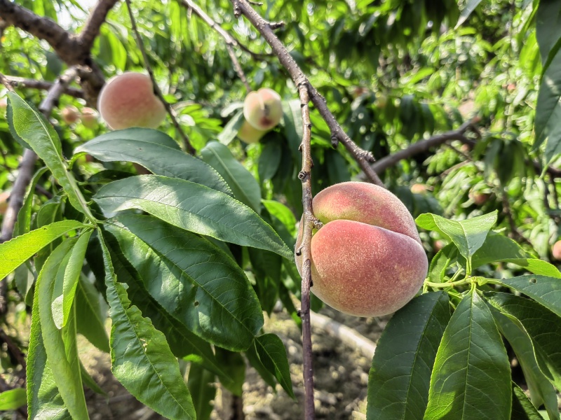 先锋桃（水蜜桃）