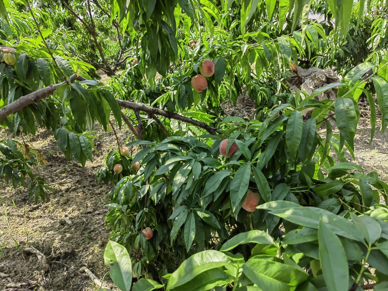 先锋桃（水蜜桃）