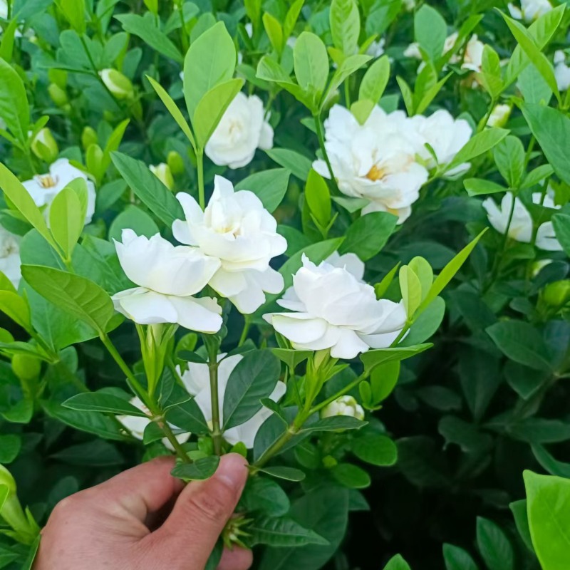 玫瑰栀子杯苗，供货稳定，价格美丽，专业种植苗木欢迎采购！