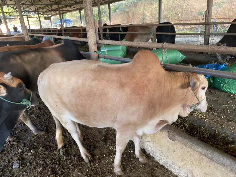 本公司长期出售西门塔尔七百公斤以上带A票25.1kg。