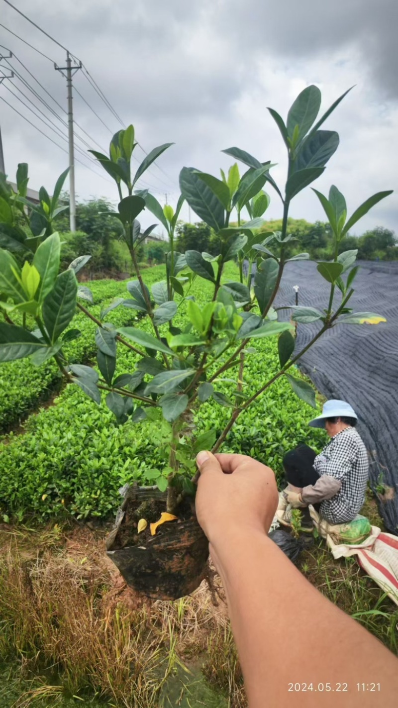 玫瑰栀子杯苗，供货稳定，价格美丽，专业种植苗木欢迎采购！