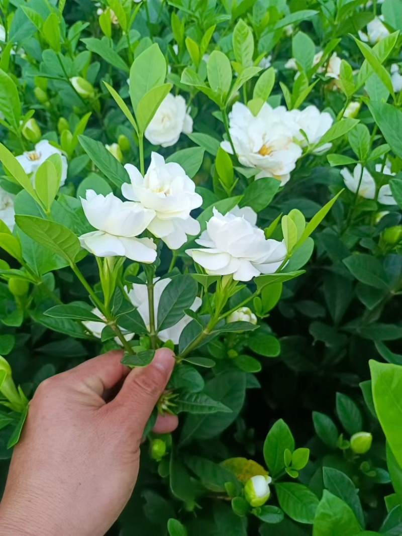 玫瑰栀子杯苗，供货稳定，价格美丽，专业种植苗木欢迎采购！