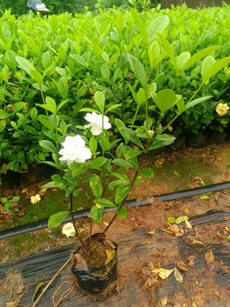 玫瑰栀子杯苗，供货稳定，价格美丽，专业种植苗木欢迎采购！
