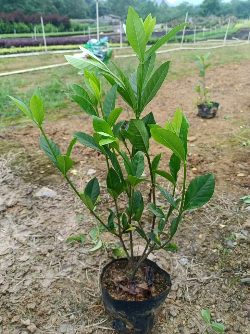 玫瑰栀子杯苗，供货稳定，价格美丽，专业种植苗木欢迎采购！