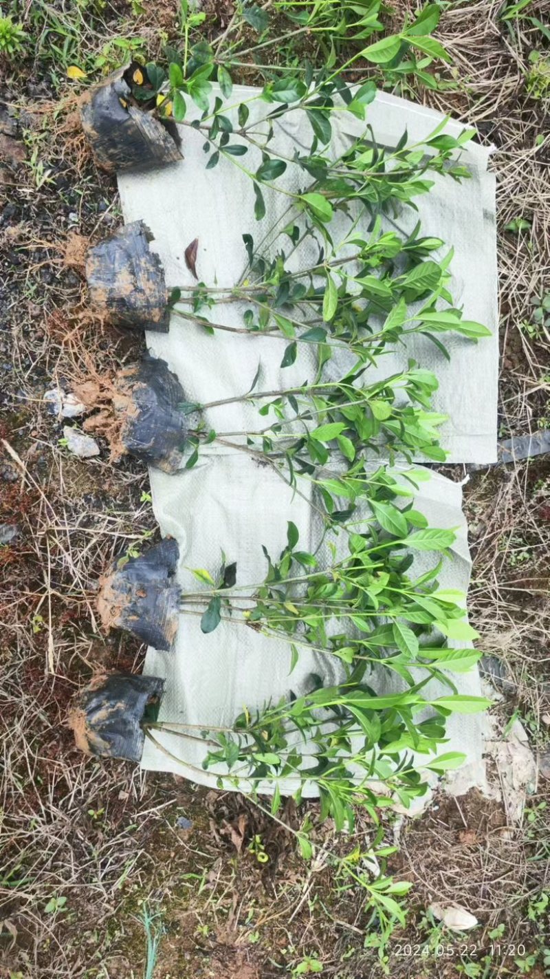 玫瑰栀子杯苗，供货稳定，价格美丽，专业种植苗木欢迎采购！