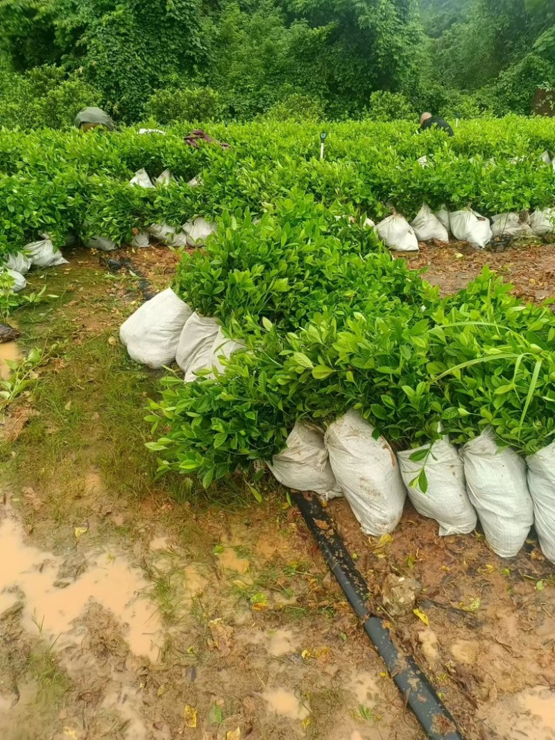 玫瑰栀子杯苗，供货稳定，价格美丽，专业种植苗木欢迎采购！