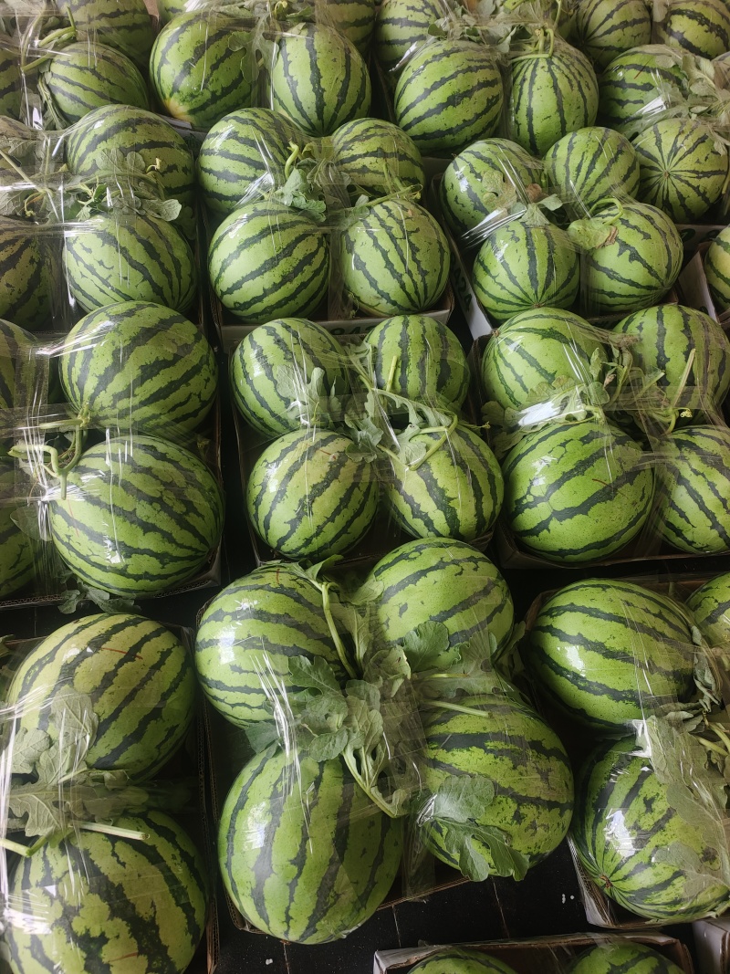 美都西瓜大量上市了