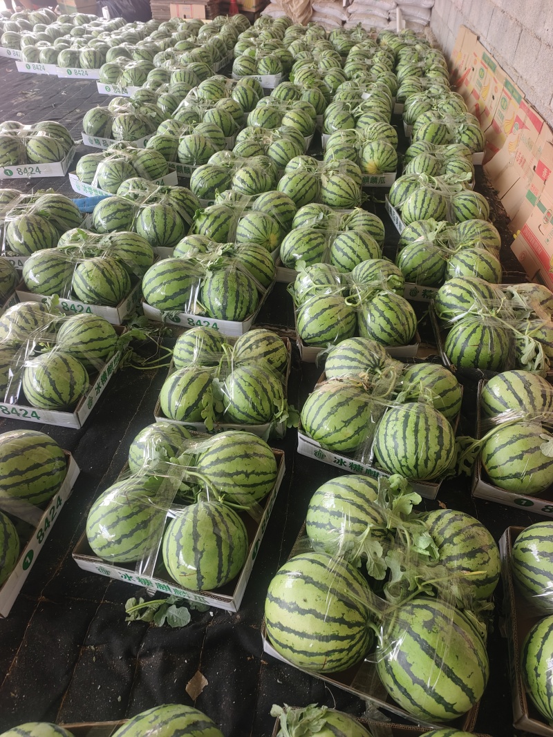 美都西瓜大量上市了