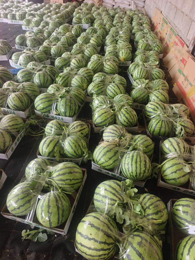 美都西瓜大量上市了