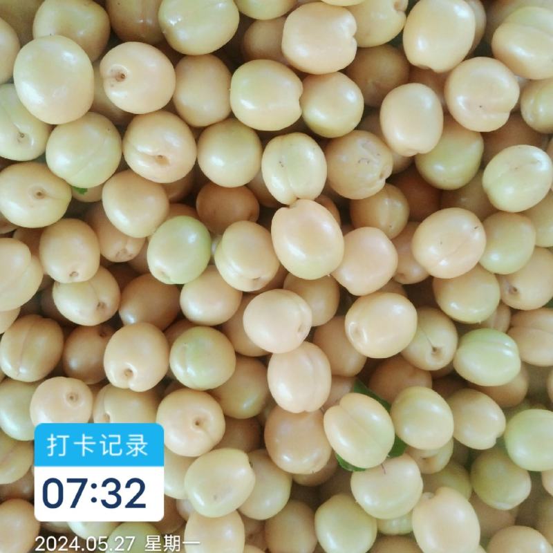 油杏