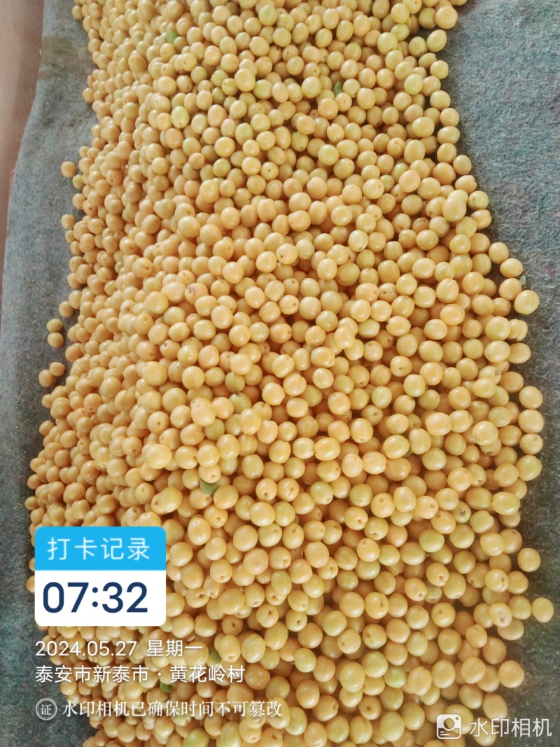 油杏