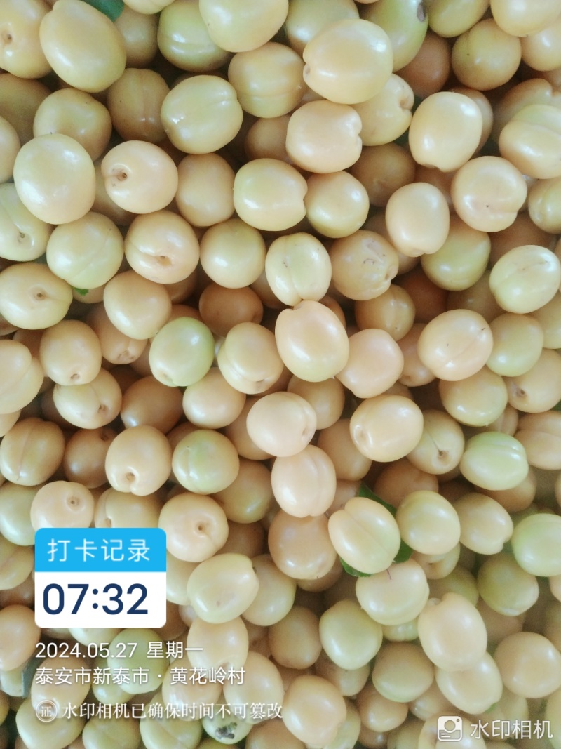 油杏