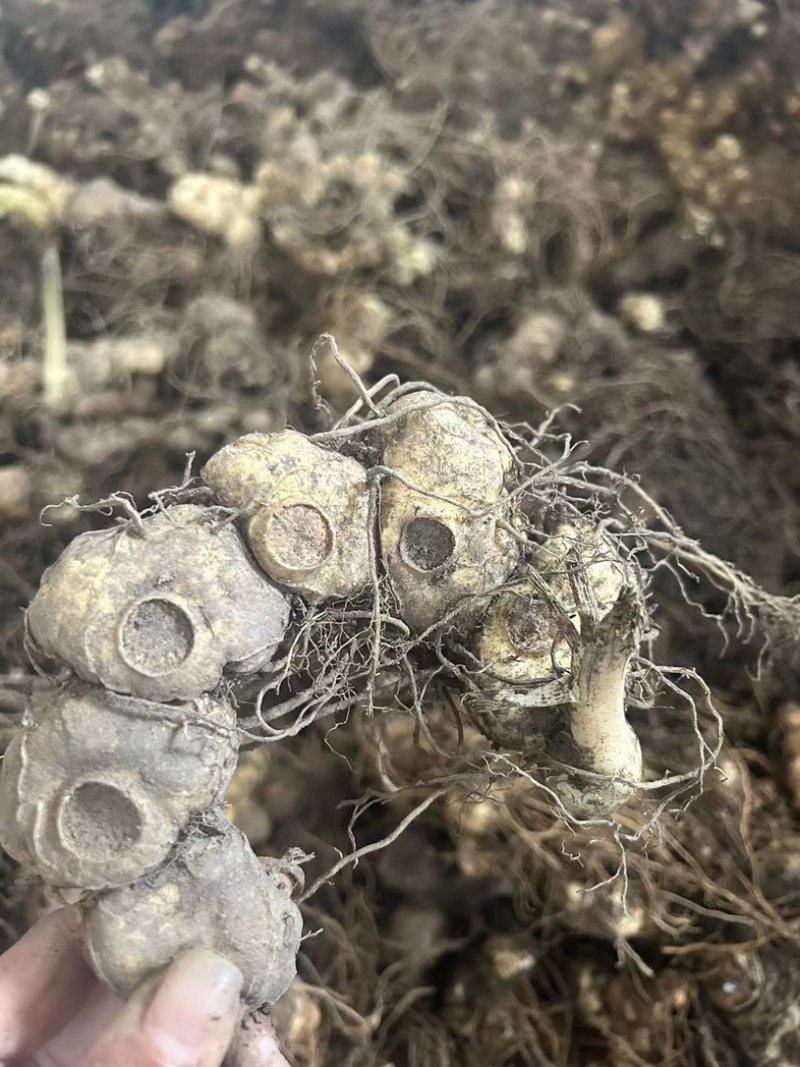 黄精野生多花黄精大块茎，深山老黄精批发，一手货源直供