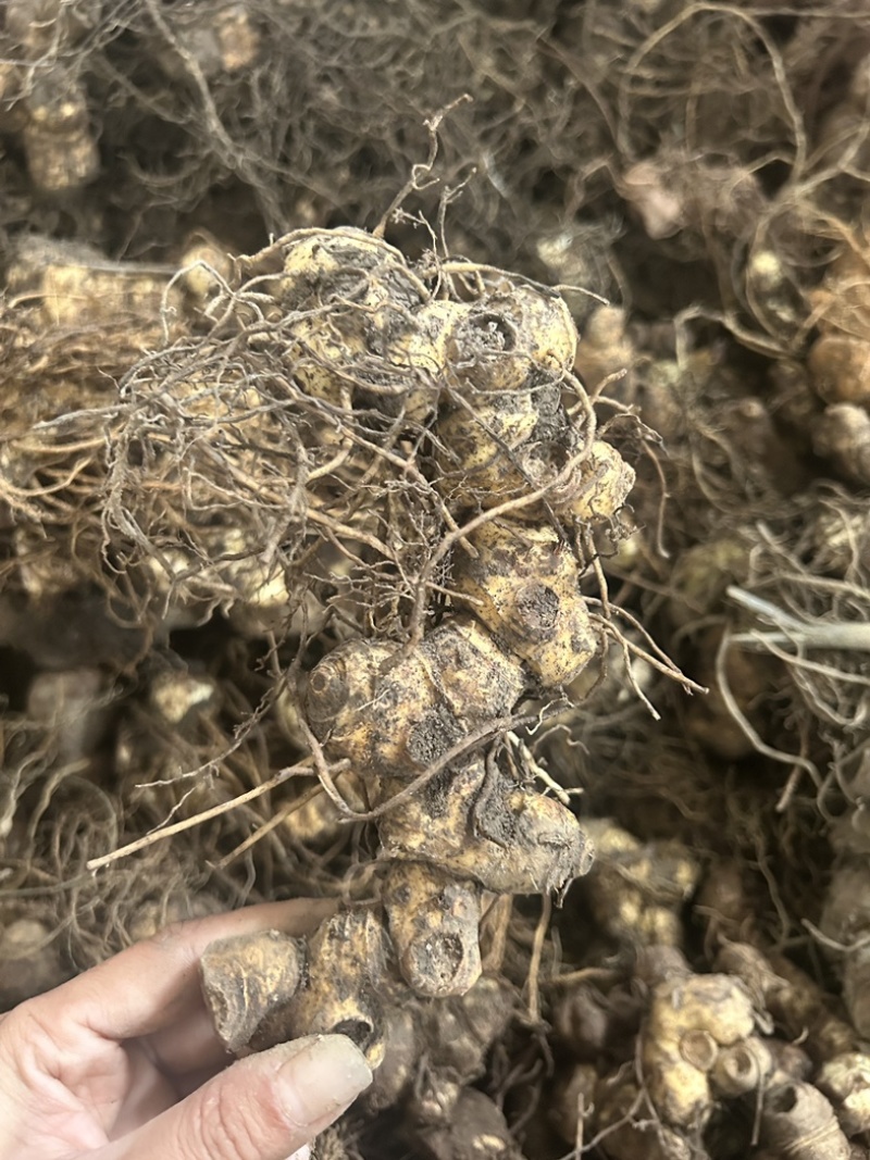 黄精野生多花黄精大块茎，深山老黄精批发，一手货源直供